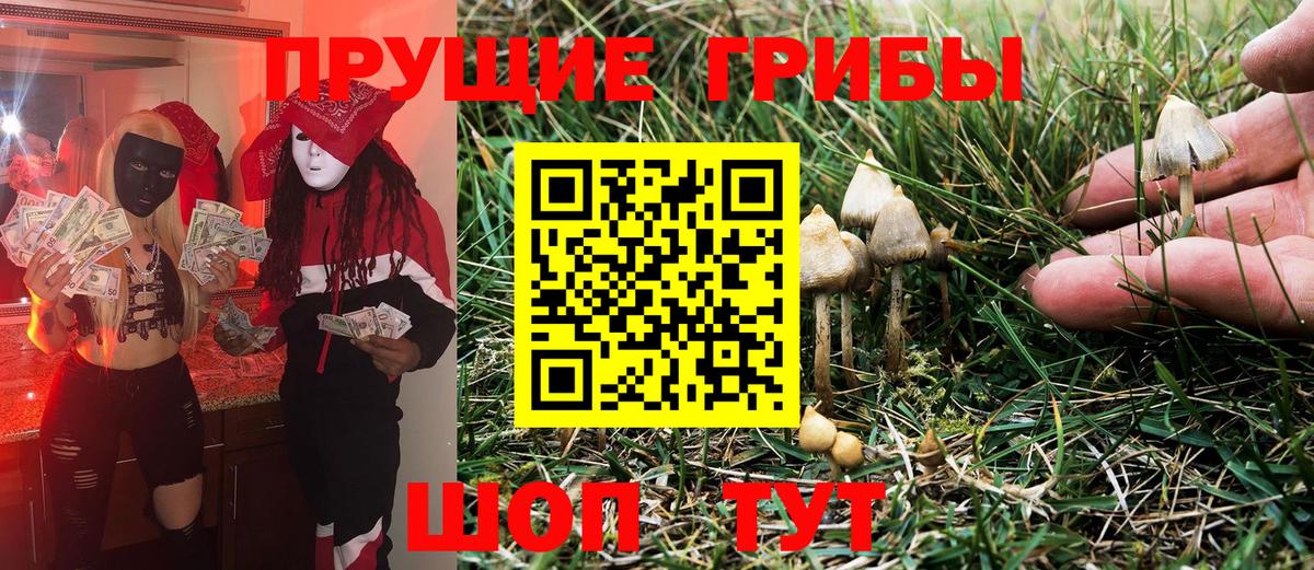 Серпухов  Псилоцибиновые грибы Psilocybine cubensis  Вход с VPN 